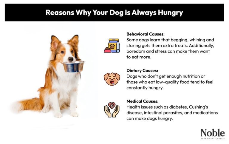 Why My Dog Eat Too Much? Causes, Warning Signs, and What to Do