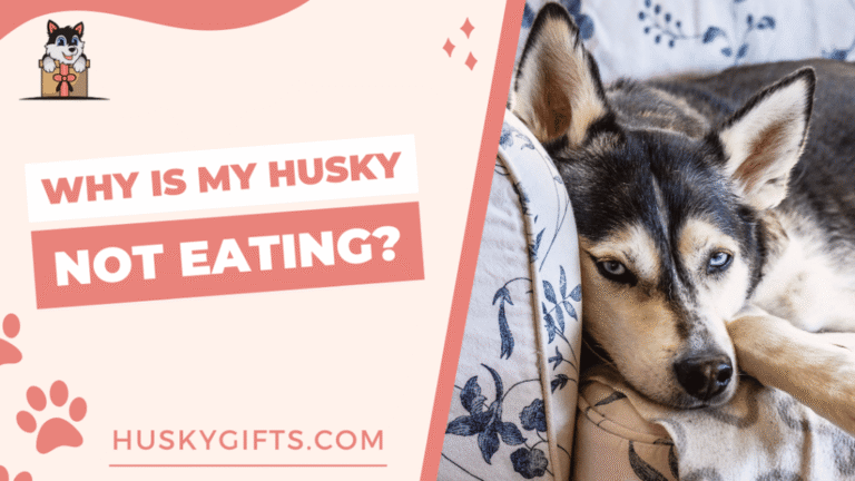 Why Is My Husky Not Eating? Causes, Warning Signs, and What to Do