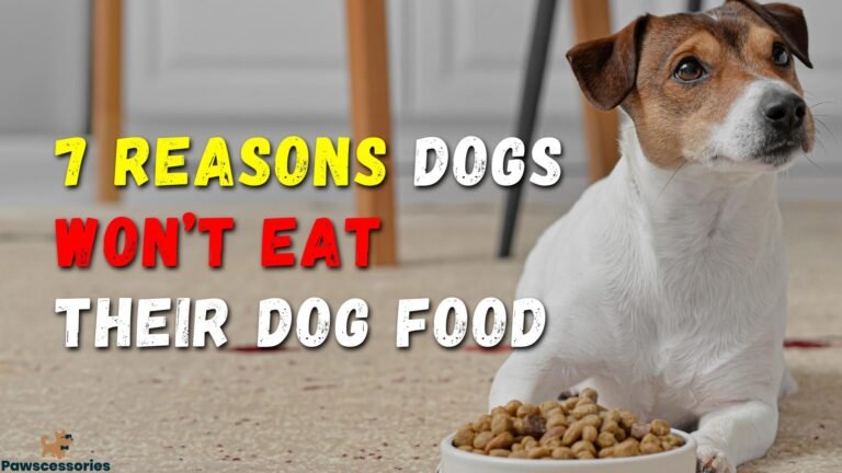 Why Does My Dog Not Want to Eat? Causes, Warning Signs, and What to Do