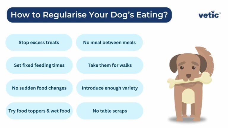 Why Is My Puppy Not Eating? Causes, Warning Signs, and What to Do