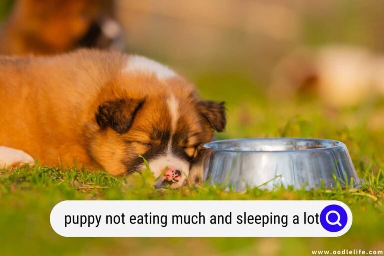 Why Is My Puppy Not Eating Much? Causes, Warning Signs, and What to Do