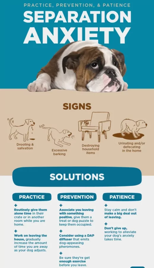 How To Keep A Dog From Barking At Night