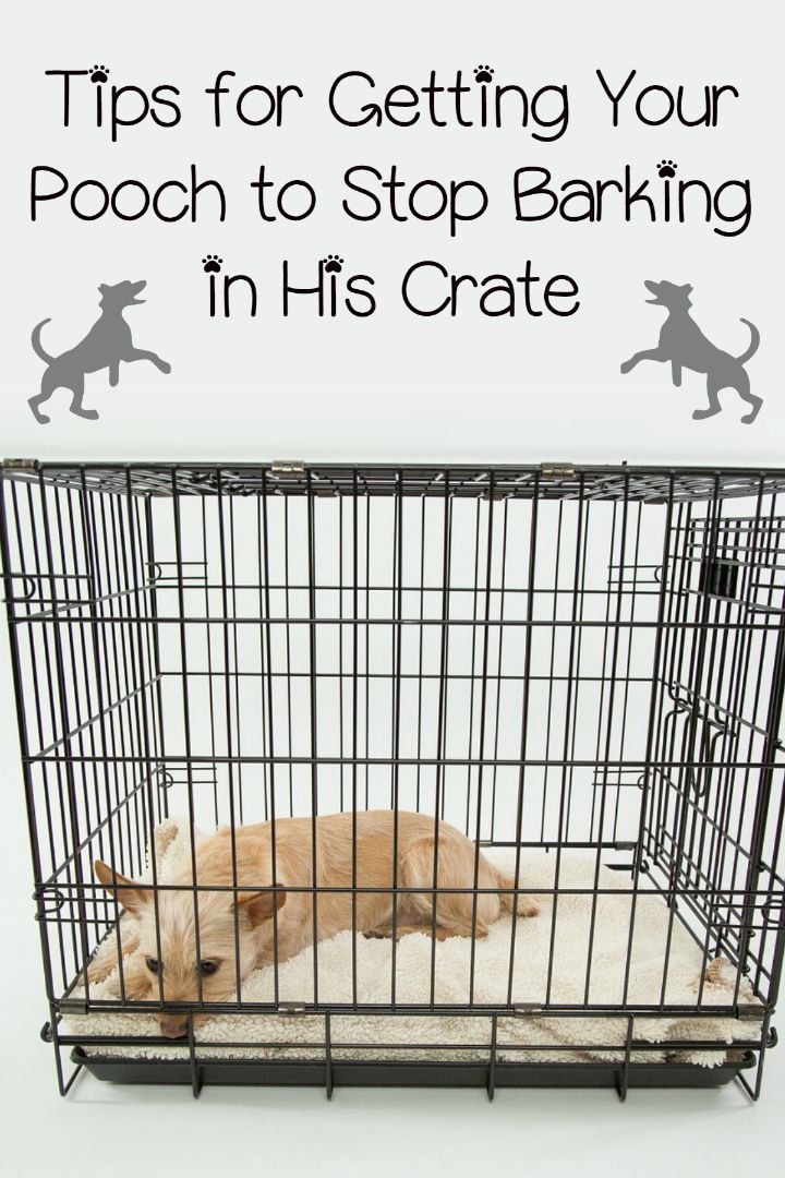 How To Keep A Dog From Barking In A Crate