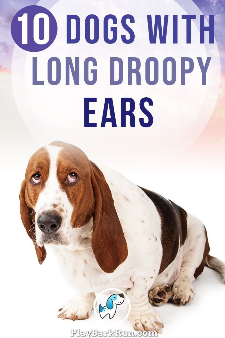 Why Do Dogs Ears Droop