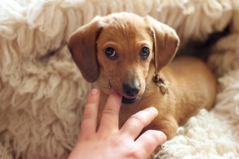 Why Does My Dog Nibble On My Hand