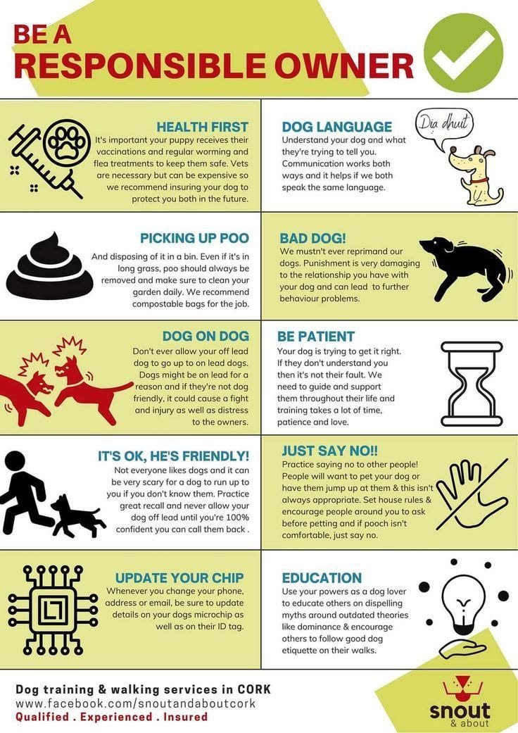 How To Be A Good Owner Of A Dog