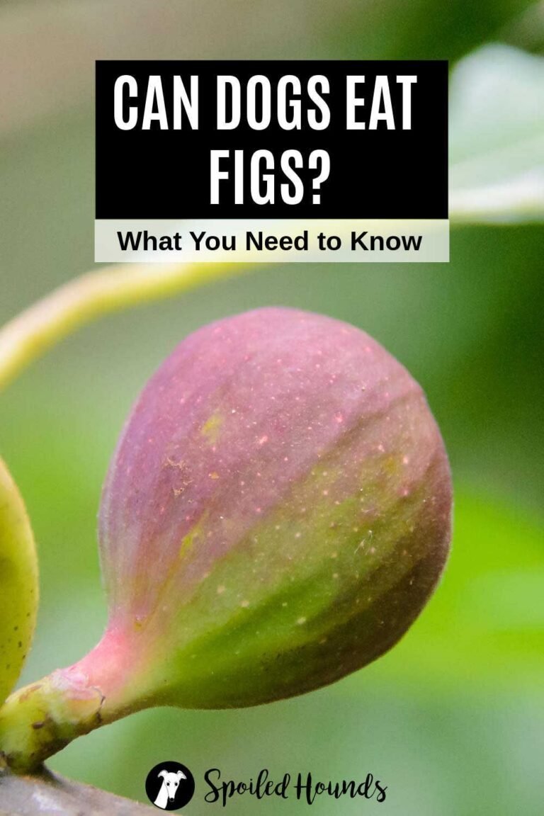 Why Do Dogs Eat Fig Leaves