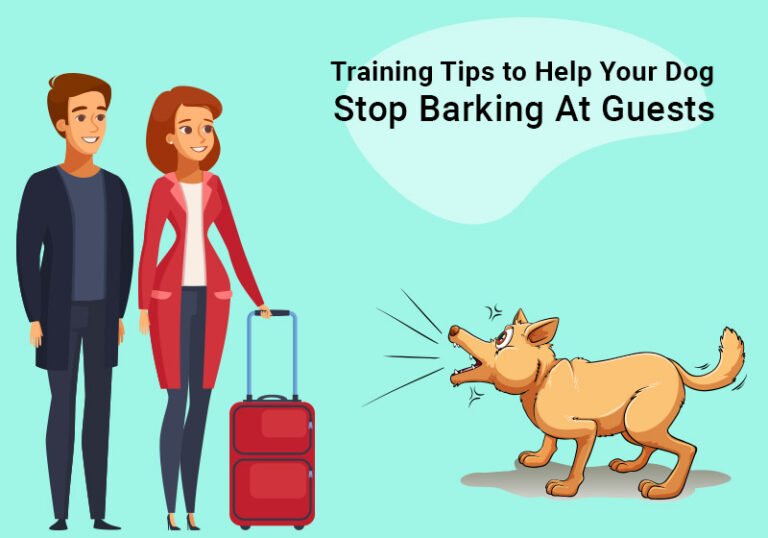 How Do You Stop A Dog Barking At Visitors