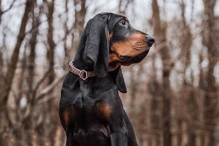 Why Do Hound Dogs Have Long Ears