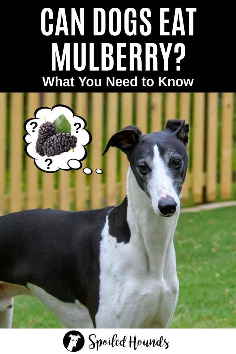 Why Does My Dog Eat Mulberry Leaves
