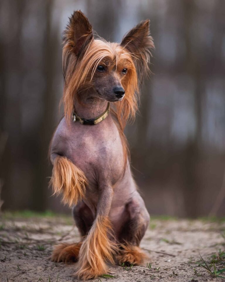 Why Do Some Dogs Have Pointy Ears
