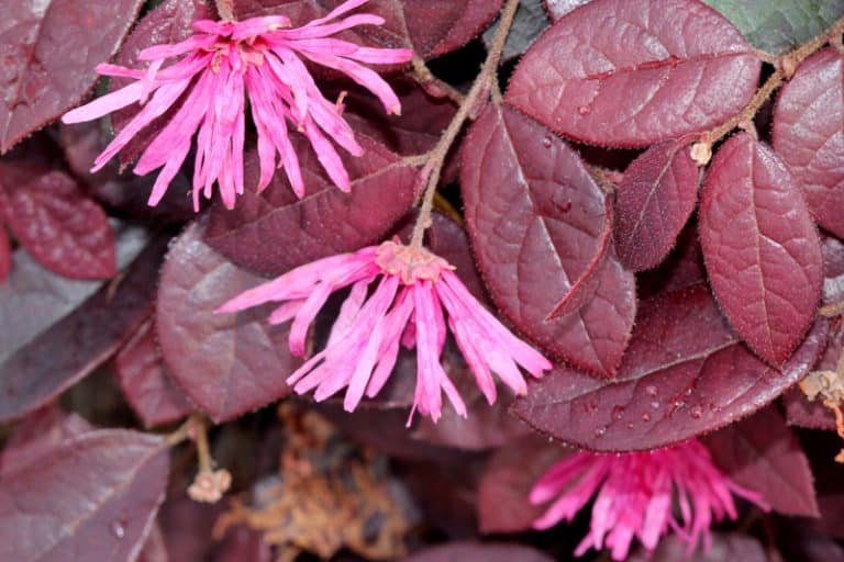 Why Does My Dog Eat Loropetalum Leaves
