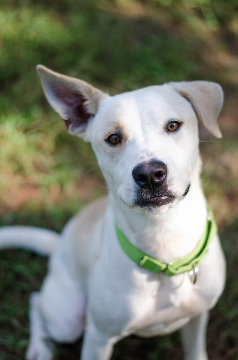 Why Do Dogs Have One Ear Up And One Down