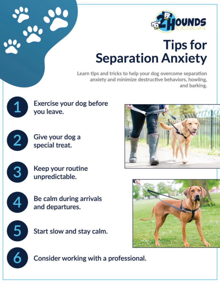 How To Train A Dog With Anxiety