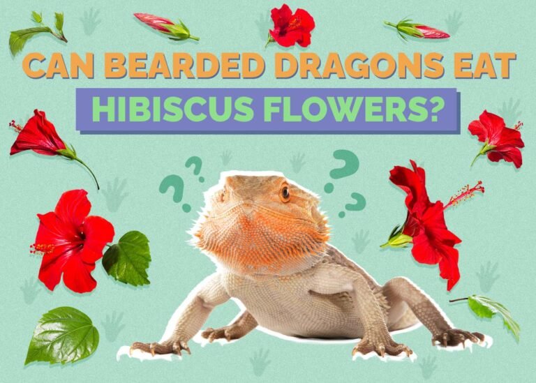 Why Does My Dog Eat Hibiscus Leaves