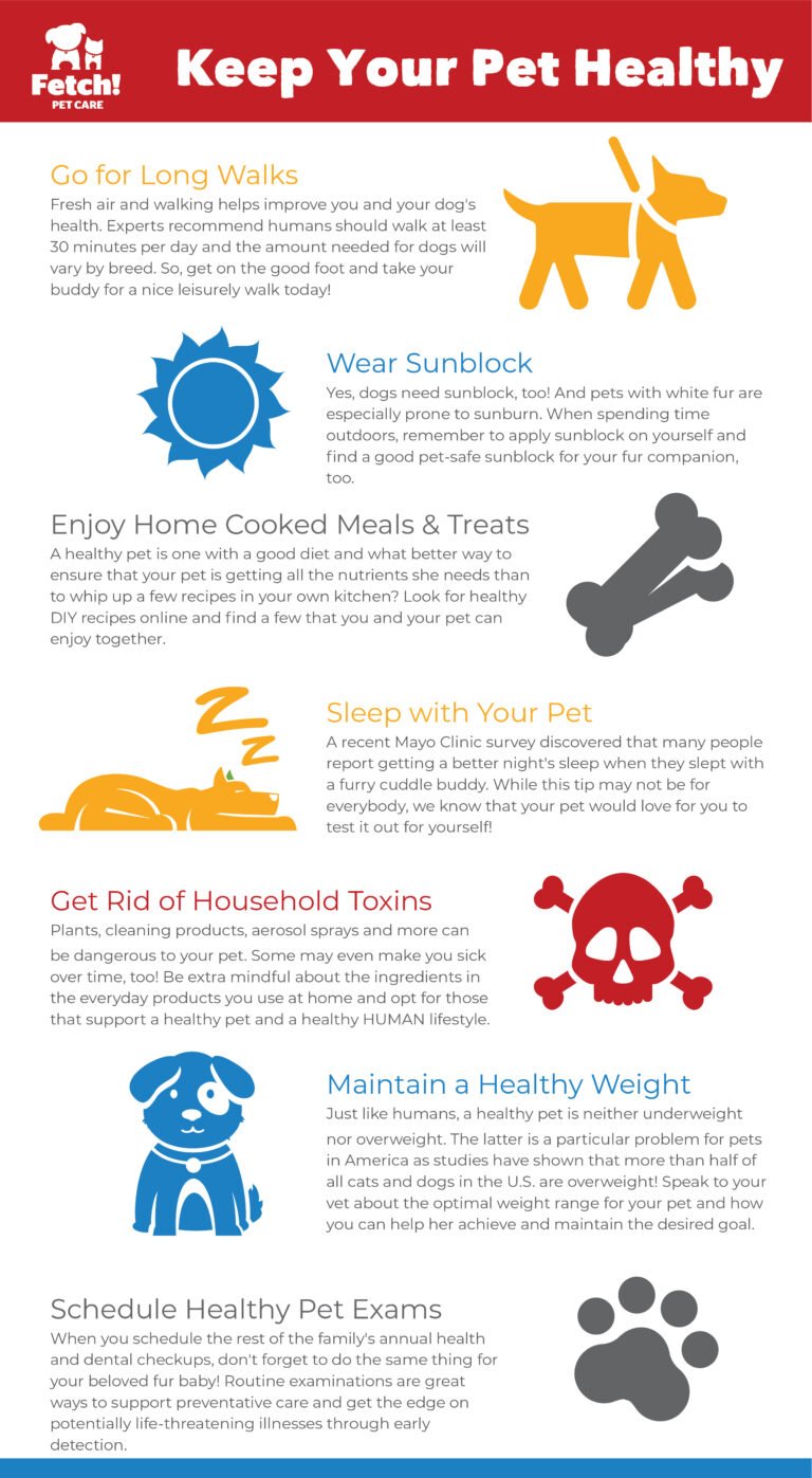 How To Keep Dog Healthy