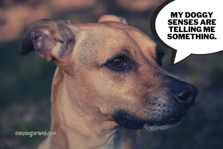 Why Do Dogs Flip Their Ears