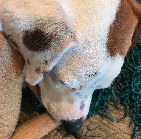 Why Do Dogs Have Soft Ears
