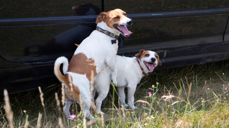 Why Do Dogs Scream When Mating