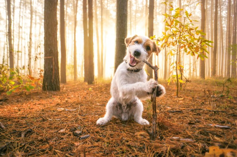 Why Do Dogs Eat Sticks And Leaves