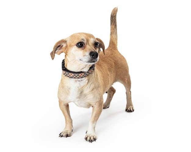 Why Do Dogs Tails Stick Up