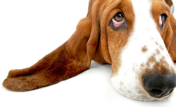 Why Do Some Dogs Have Floppy Ears