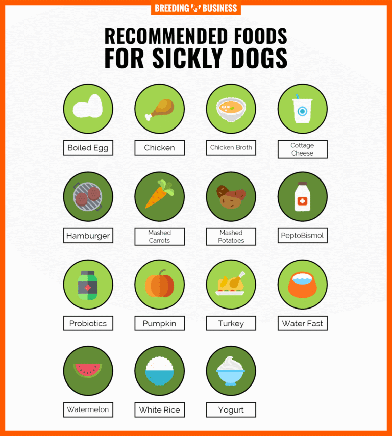 How To Get My Dog To Eat When Sick
