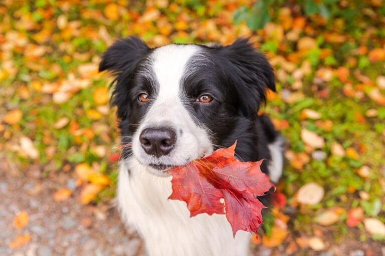 Why Do Dogs Eat Elm Leaves