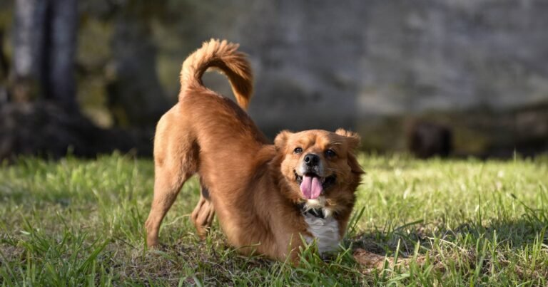 Why Do Dogs Have Tails