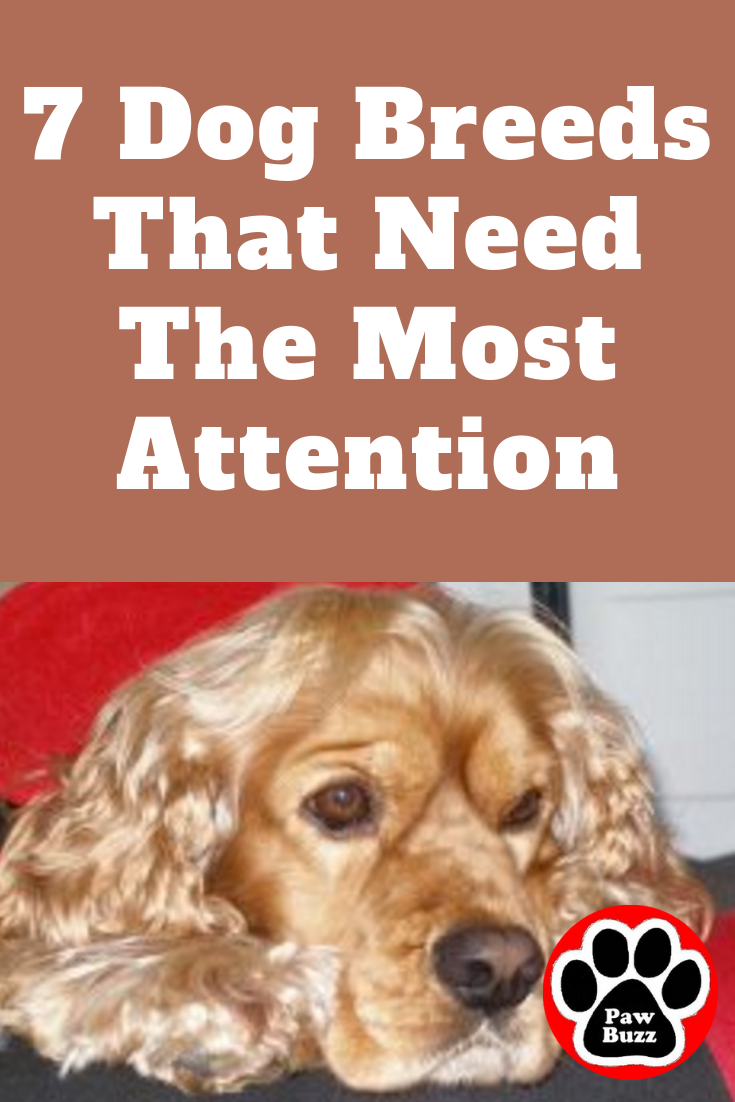 Why Do Dogs Need Attention