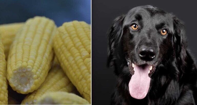 Why Do Dogs Cob Other Dogs