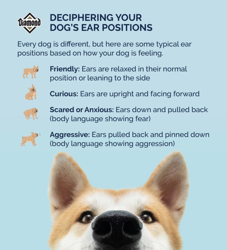 Why Do We Call Dogs Dogs