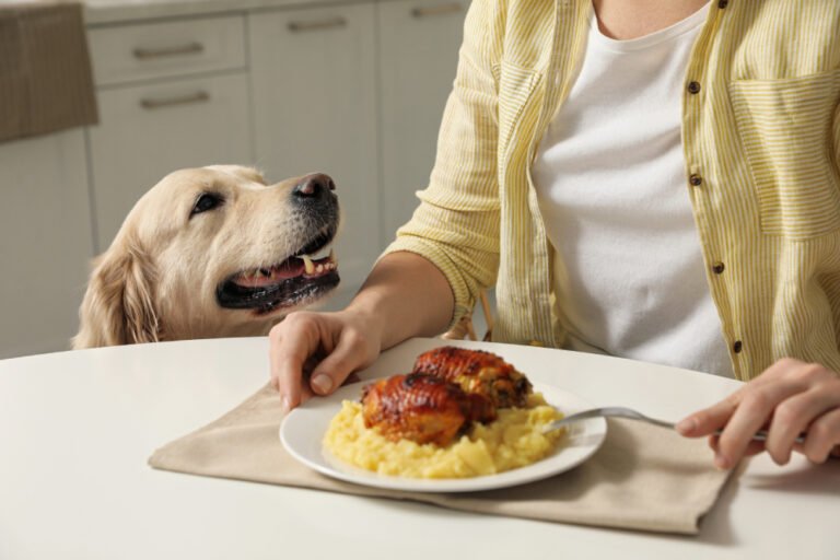 How To Force A Dog To Eat