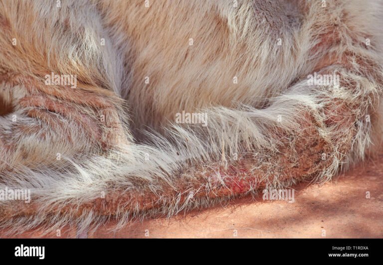 Why Do Dogs Lose Their Hair On Their Tail
