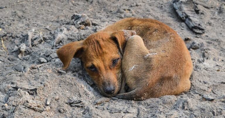 How Long Can A Sick Dog Live Without Food