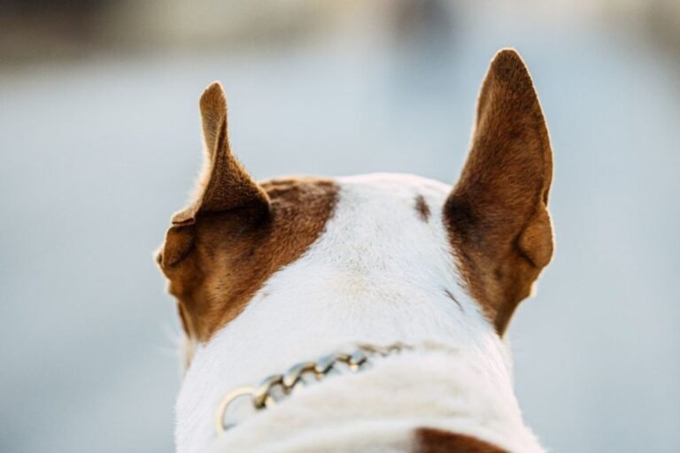 Why Do Dogs Ears Go Back