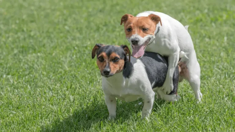 Why Do Dogs Turn Around When Mating