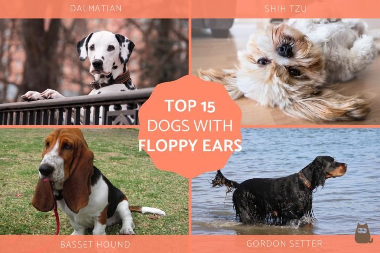 Why Are Dogs Ears Floppy