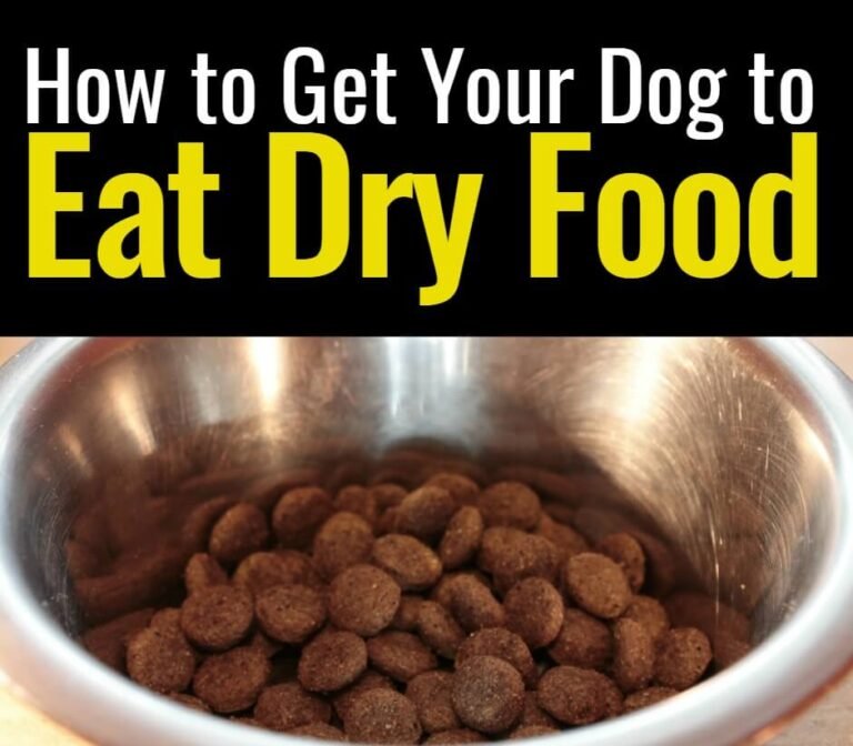 How To Get Dog To Eat Dry Food
