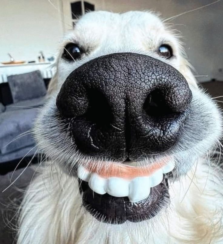 Why Does My Dog Make Weird Faces