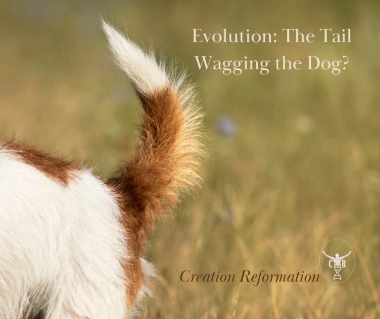 Why Do Dogs Have Tails Evolution