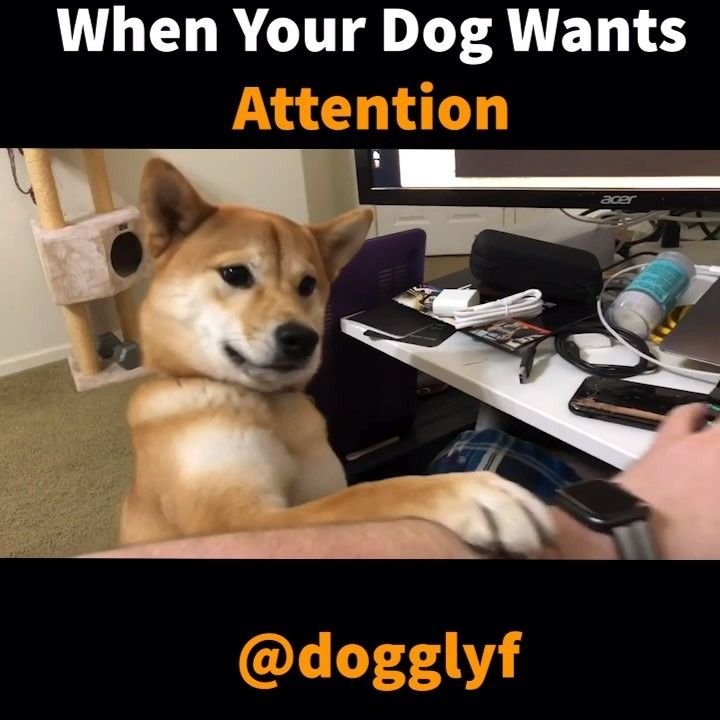 Why Do Dogs Always Want Attention
