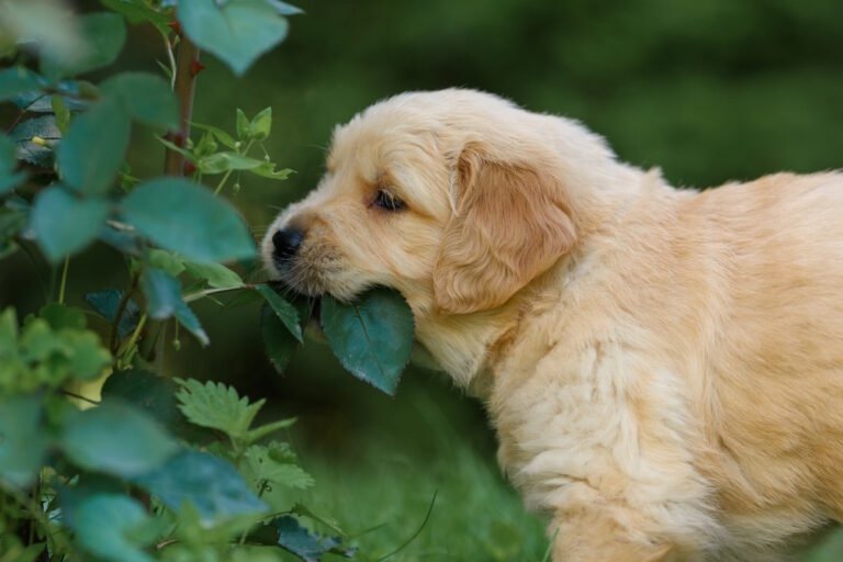Why Do Dogs Eat Hackberry Leaves