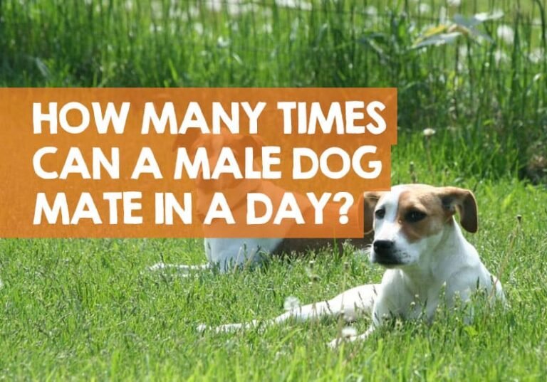 Why Won't My Dog Mate