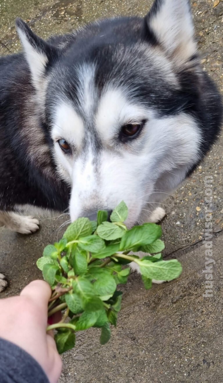 Why Does My Dog Eat Mint Leaves