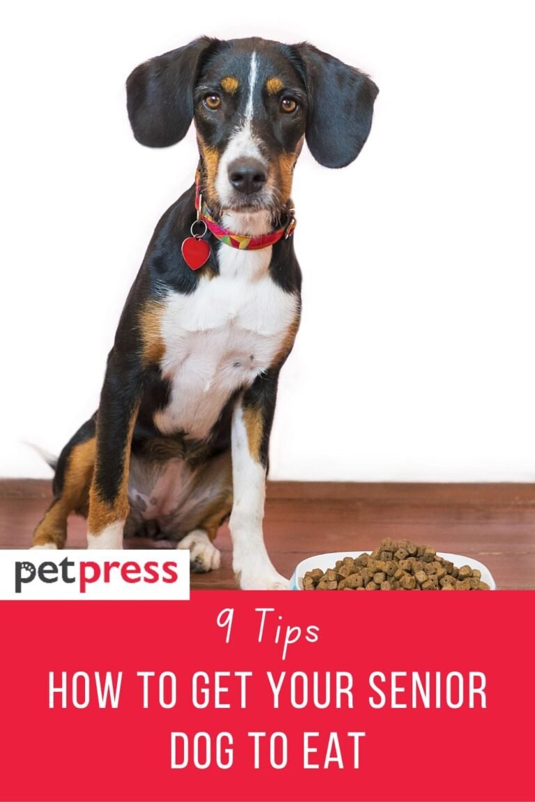How To Get An Old Dog To Eat