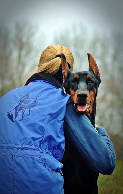 Why Are Dogs Loyal To One Person