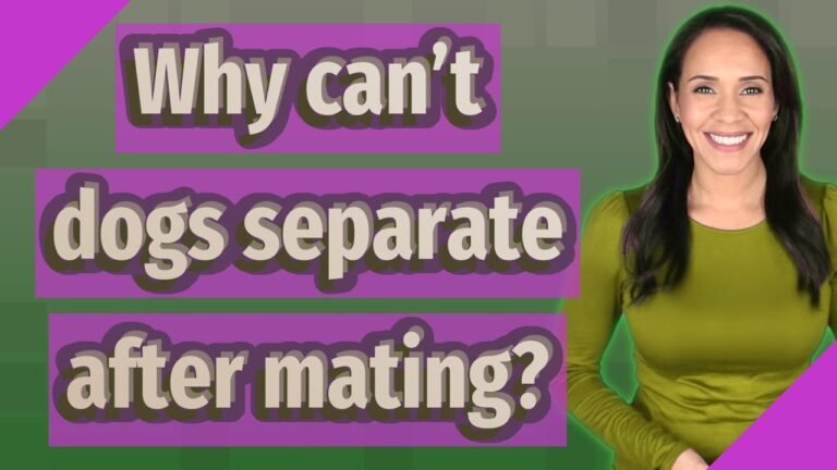 Why Can't You Separate Dogs While Mating