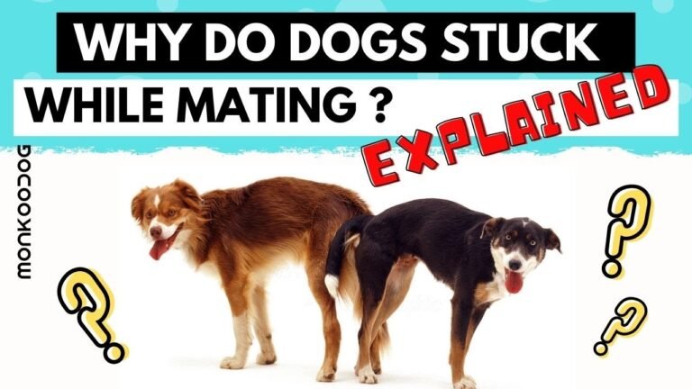 Why Is My Male Dog Acting Weird After Mating