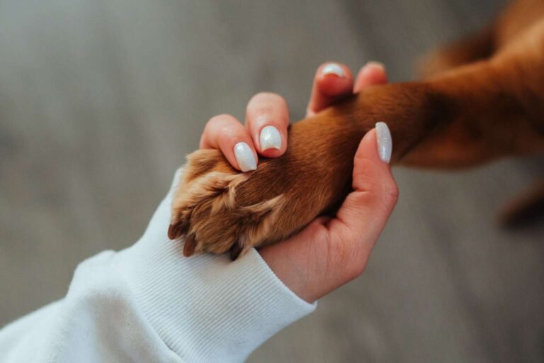 Why Do Dogs Get Along With Humans